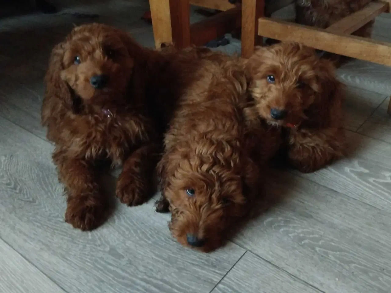 Billede 5 - Krøllede Cockapoo Bamser
