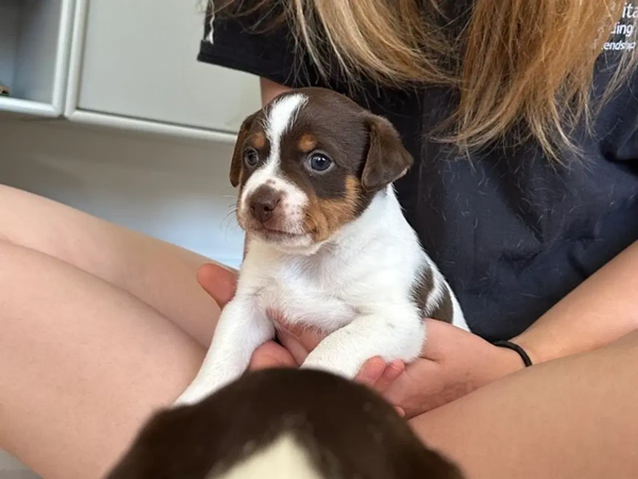 Billede 4 - Skønneste DSG hvalpe