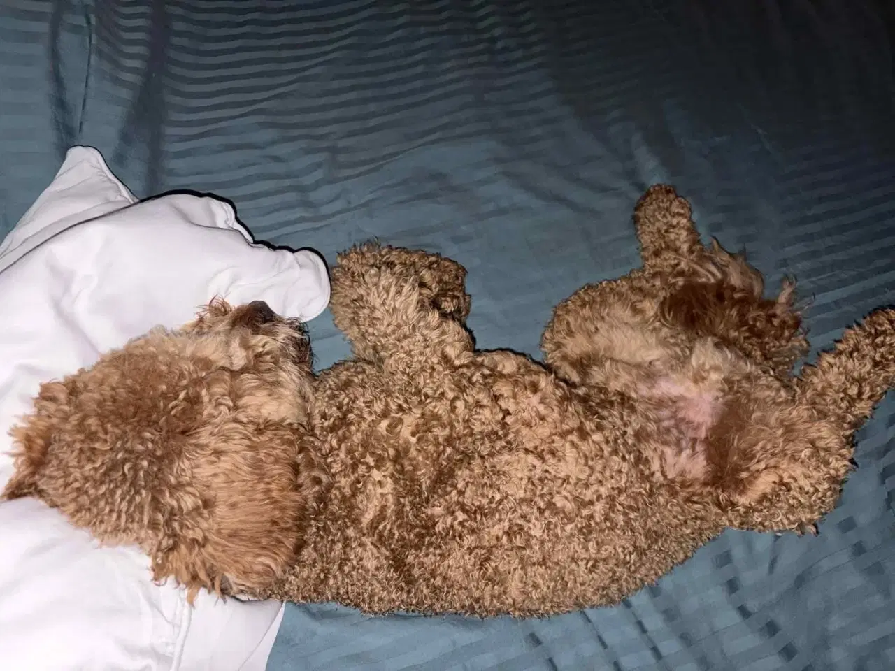 Billede 2 - Dværgpuddel Lui