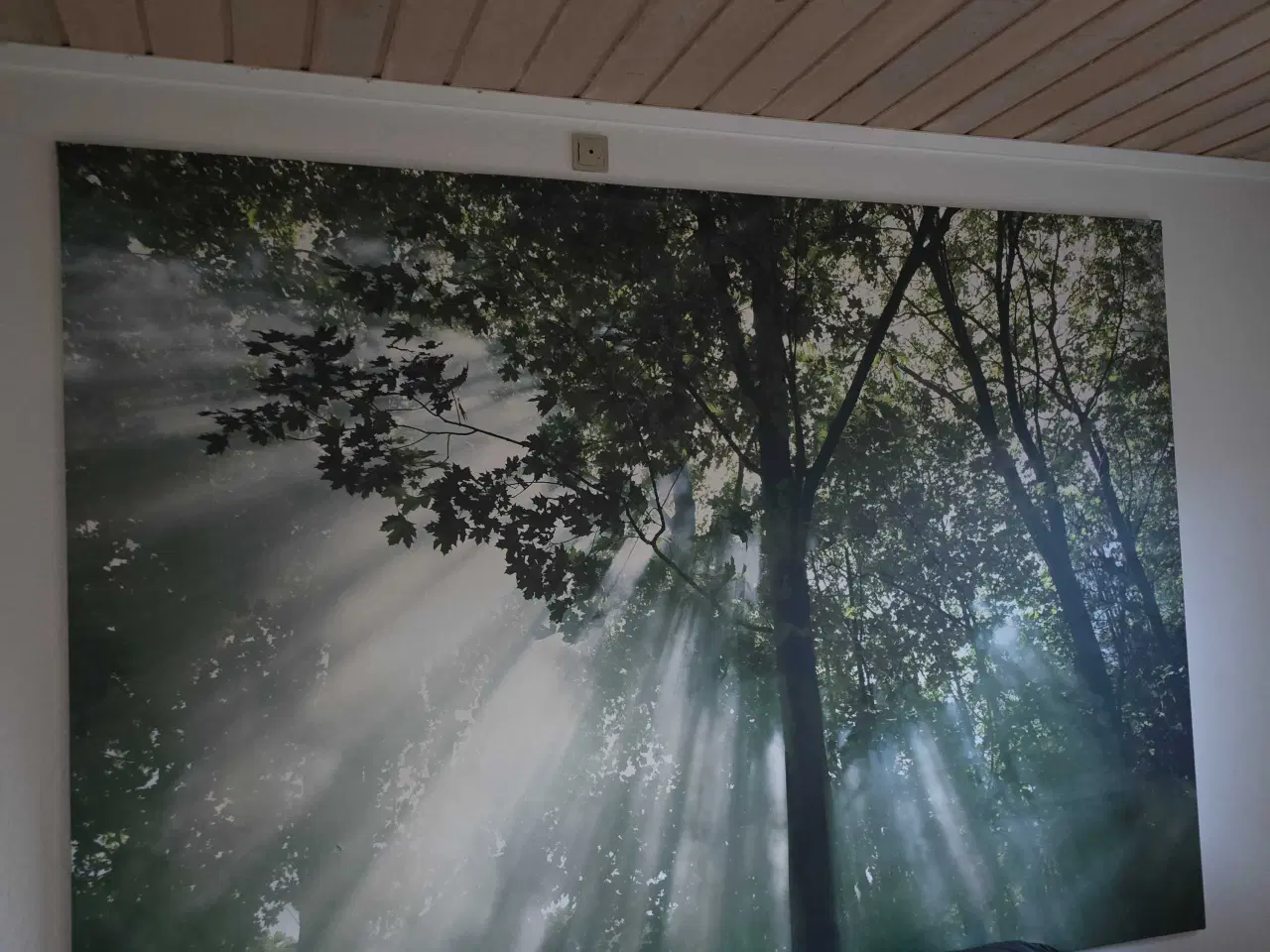 Billede 3 - Rigtig flot Skov Billed på Lærred 