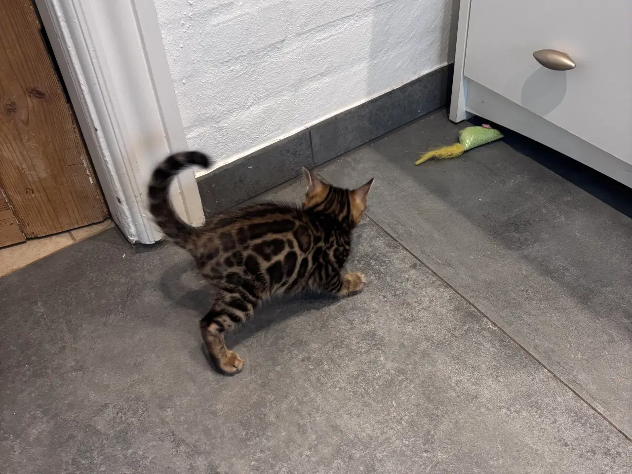 Billede 4 - Bengal dreng 