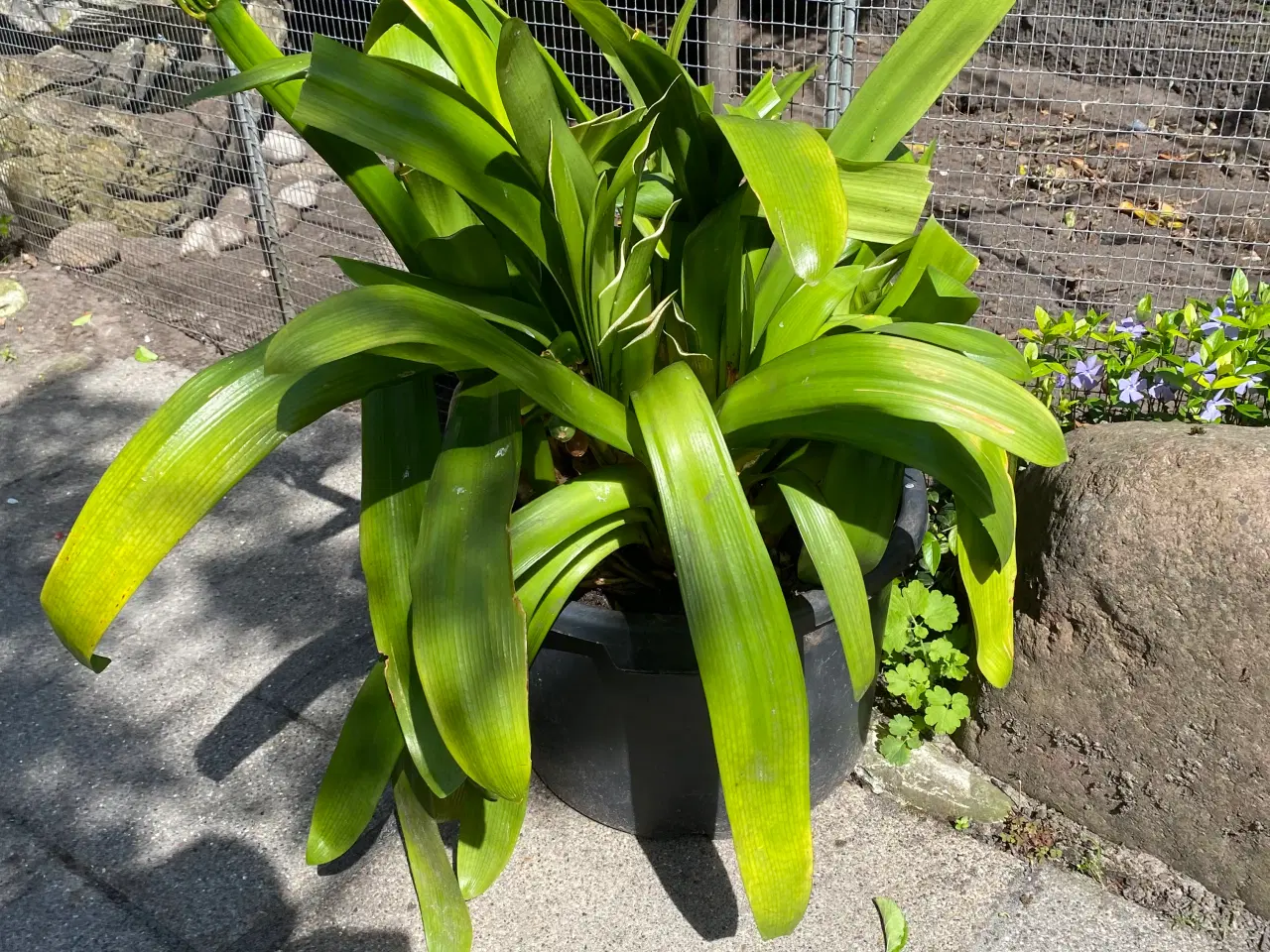 Billede 1 - Stueplante kæmpe amaryllis