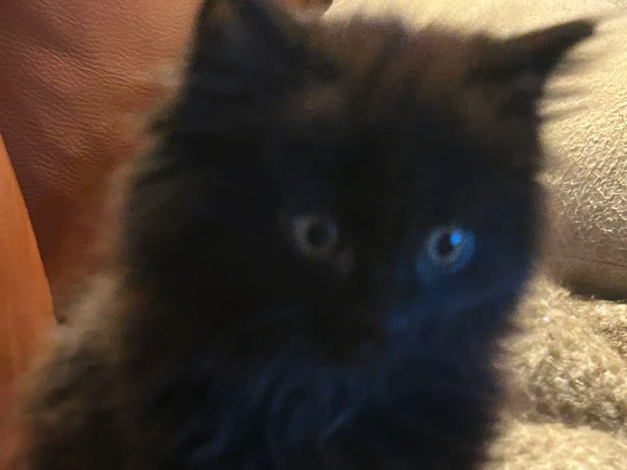 Billede 4 - Killinger