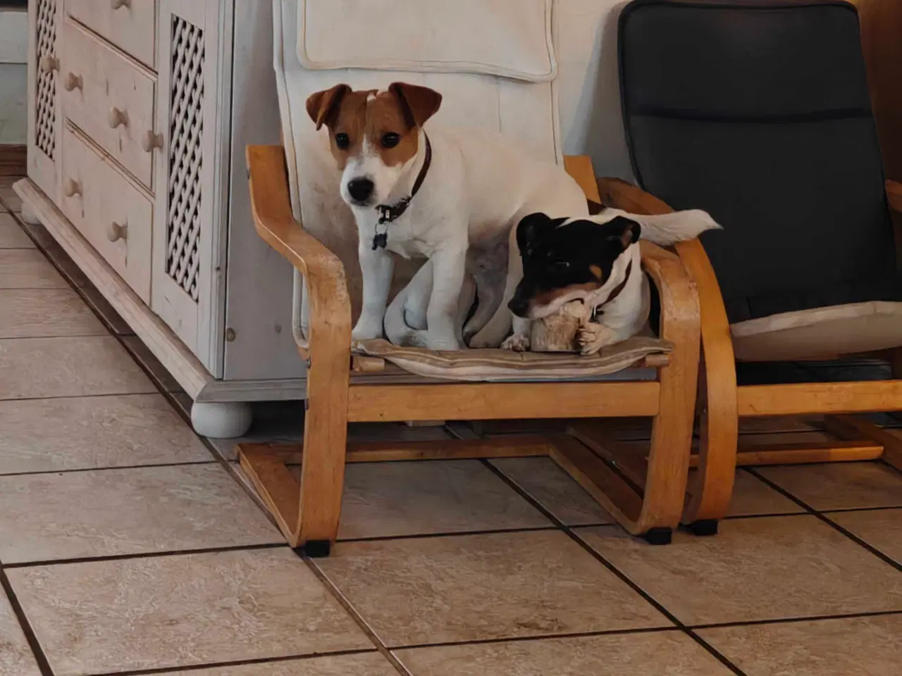 Billede 11 - Jack Russell Terrier Han