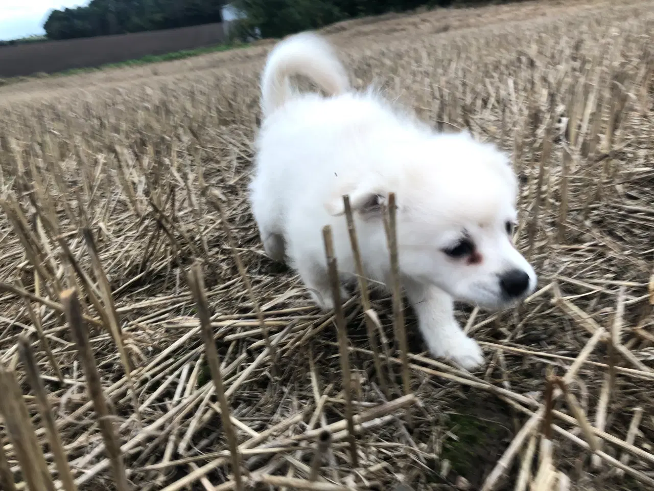 Billede 1 - Chihuahua pomeranian russisk toy terrier