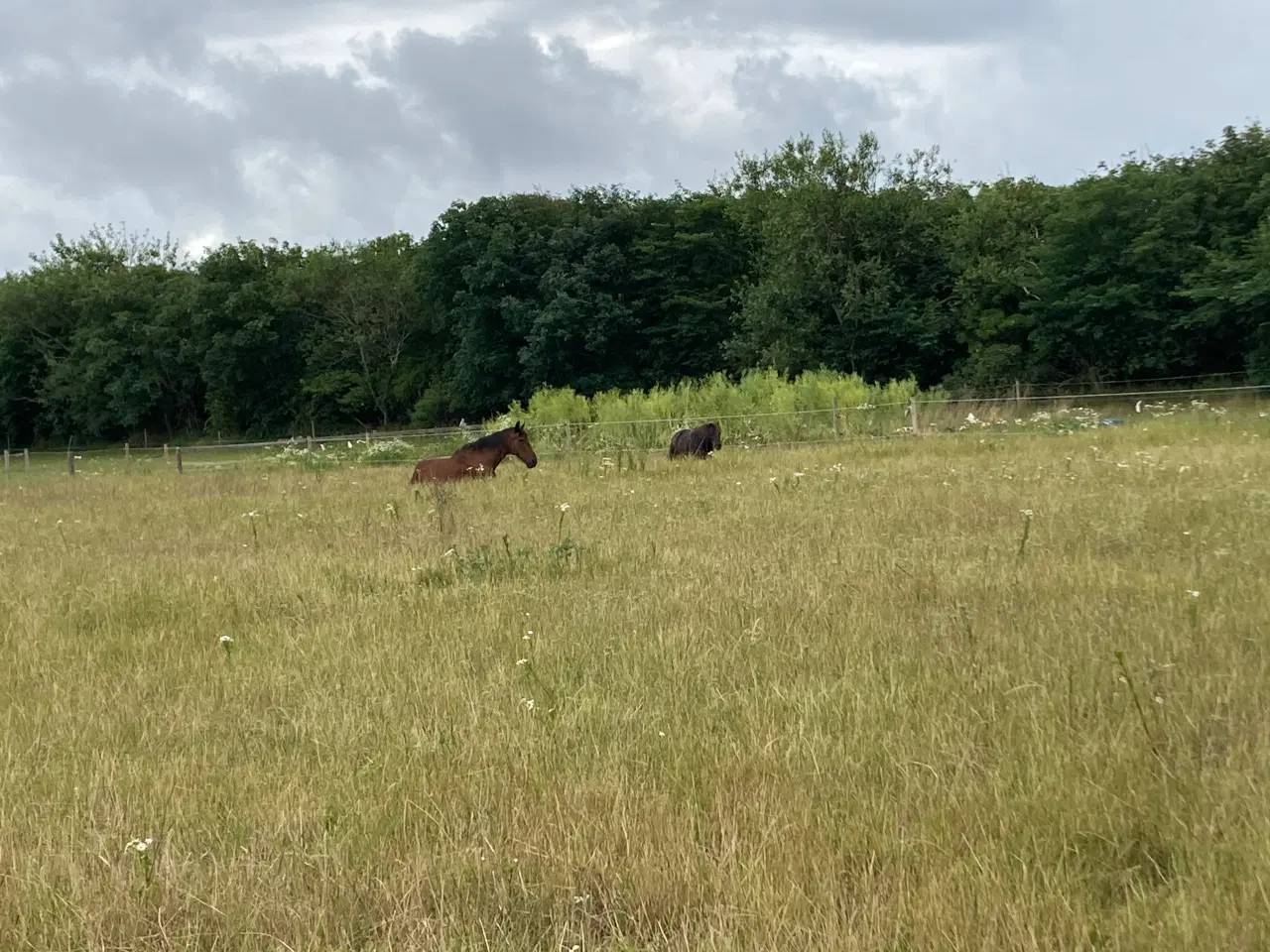 Billede 4 - Shetlænder søges