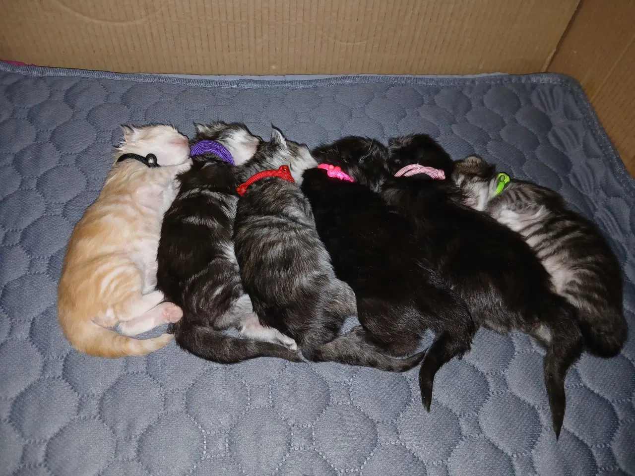 Billede 1 - Smukke maine coons