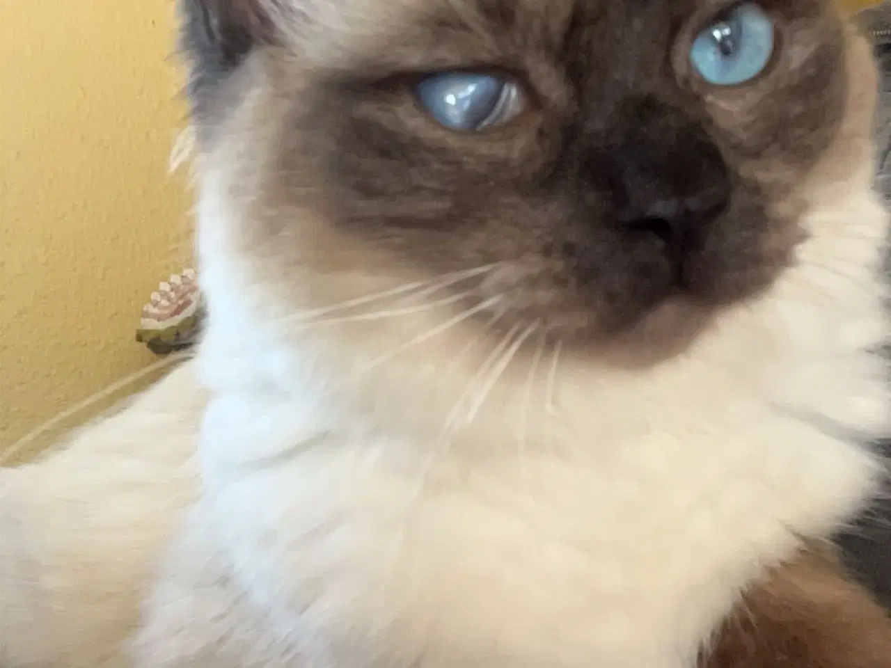 Billede 2 - Ragdoll hunkat 