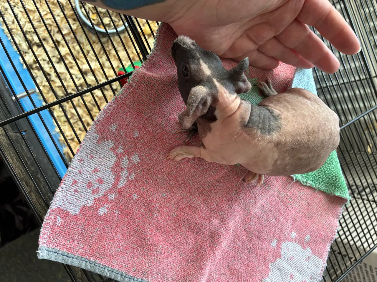 Billede 8 - Marsvin i forskellig aldre skinner er hunner