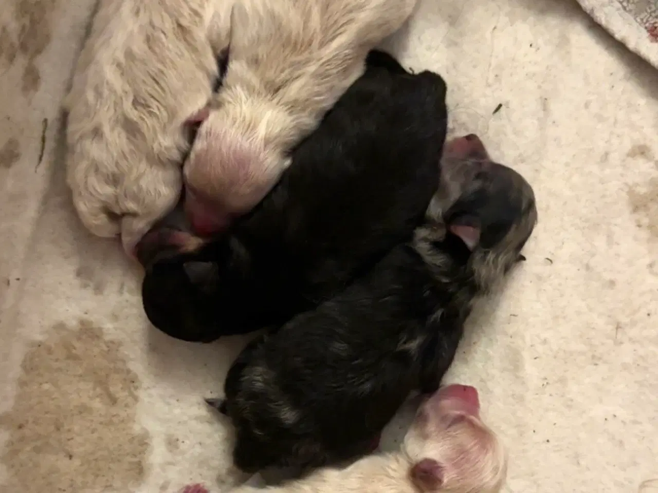 Billede 2 - Pomeranian merle 