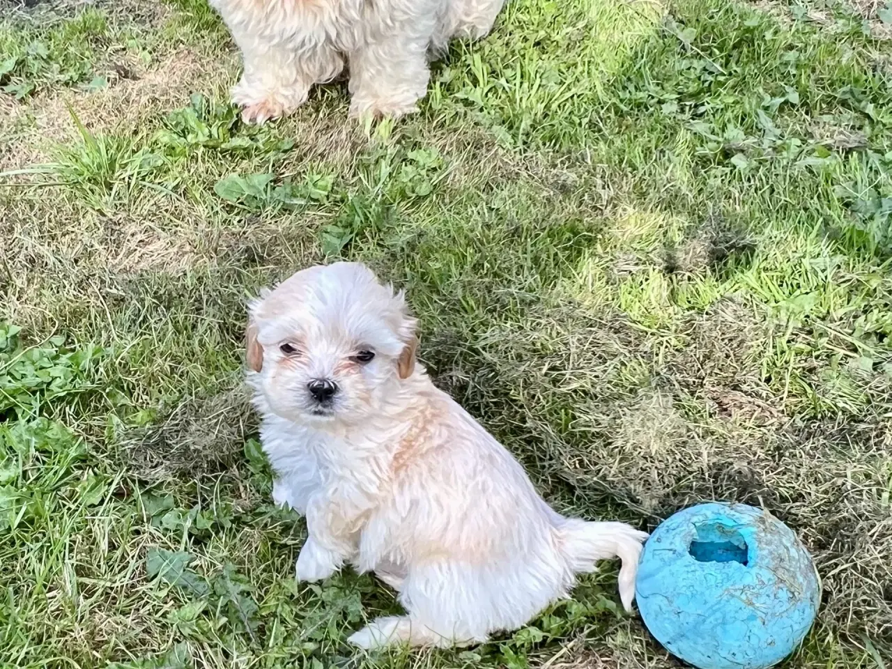 Billede 5 - Blandingshvalpe Bichon Havanais / Bolognese