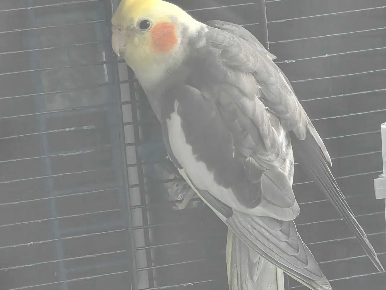 Billede 2 - Nymfeparakit han 