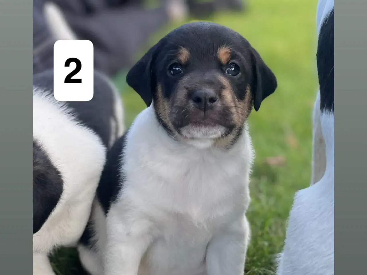 Billede 6 - Dansk svensk gårdhunde hvalpe søger nyt og kærligt