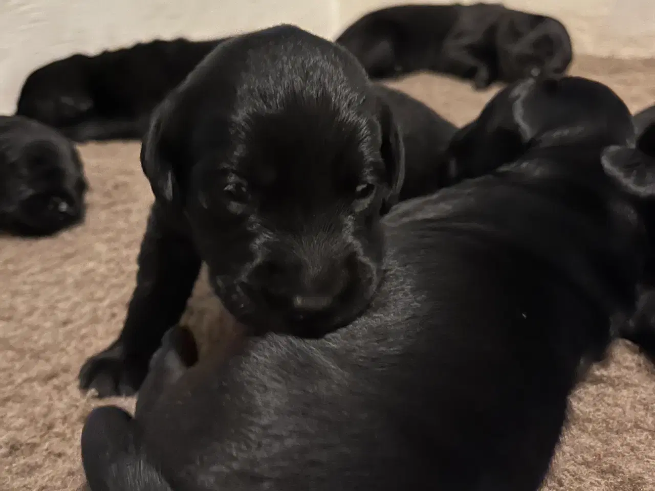 Billede 2 - 🐾 Labrador Formel 1 Hvalpe til Salg 🐾