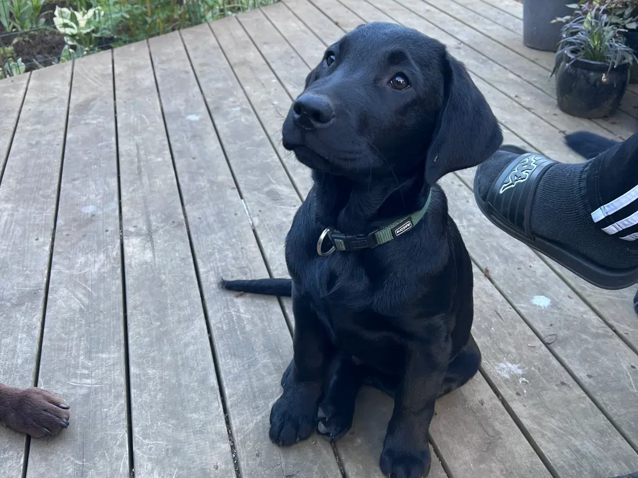 Billede 2 - Sødeste labrador hvalp