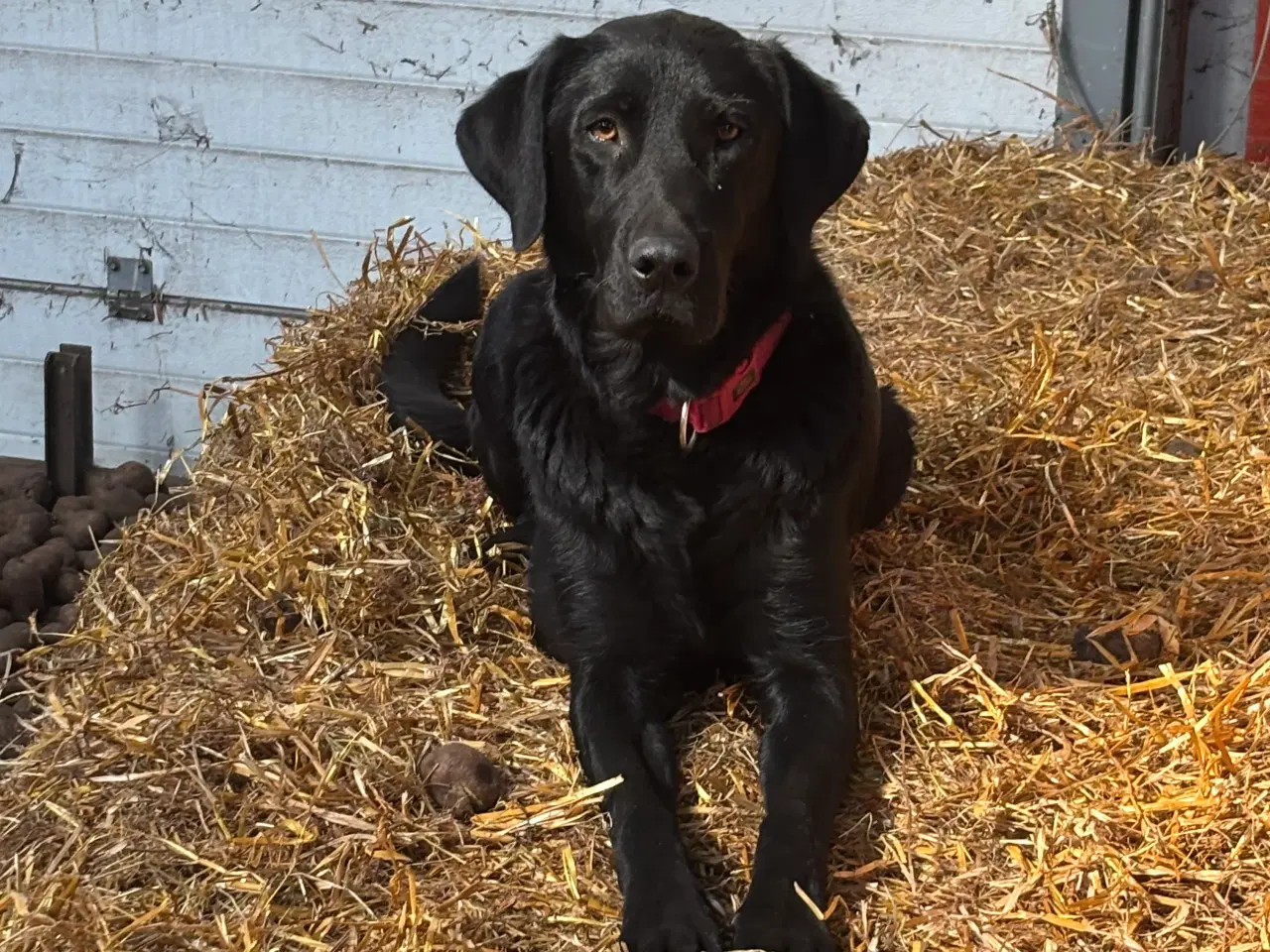 Billede 6 - Labrador blandningshvalpe