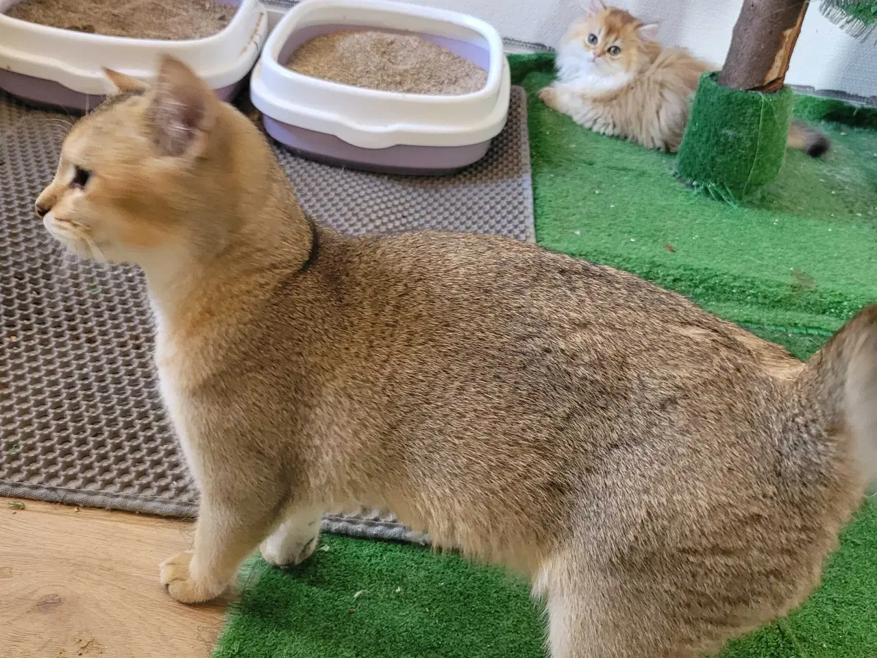 Billede 4 - British Shorthair hankat med stamtavle 