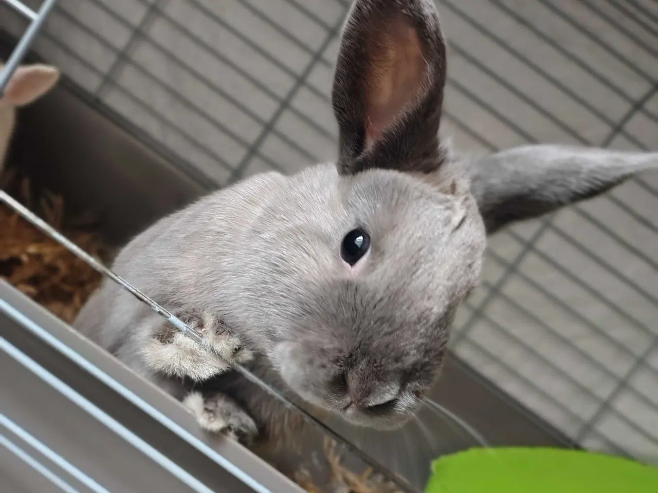 Billede 2 - Kastreret Hermelin 6 mdr gammel