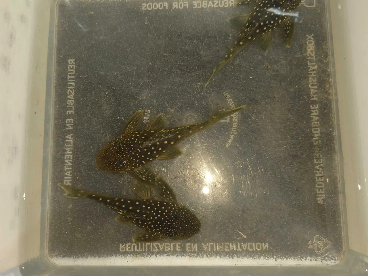 Billede 3 - L128 Blue Phantom 8-10 cm