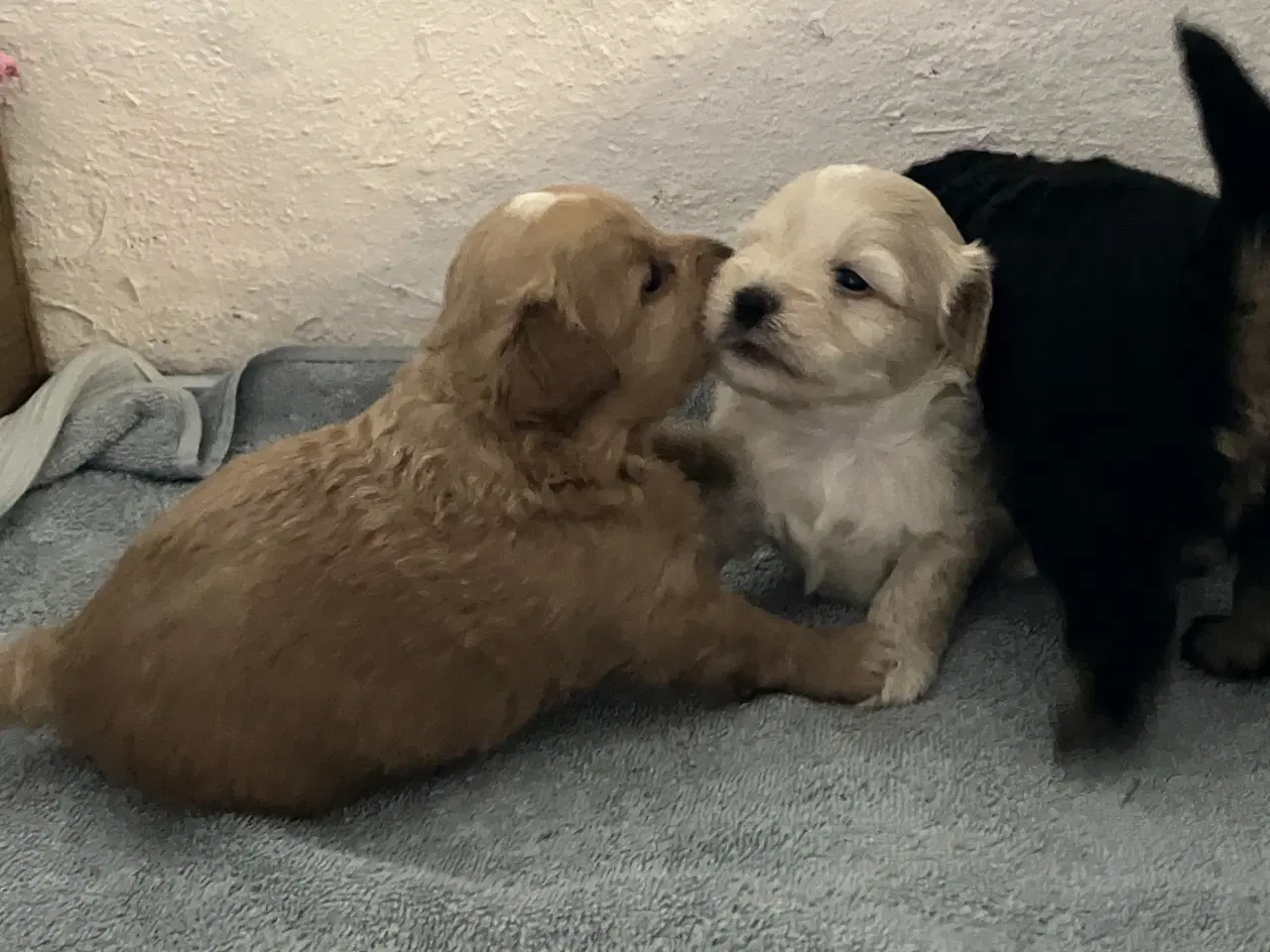 Billede 4 - Lækre Boomer/puddel hvalpe
