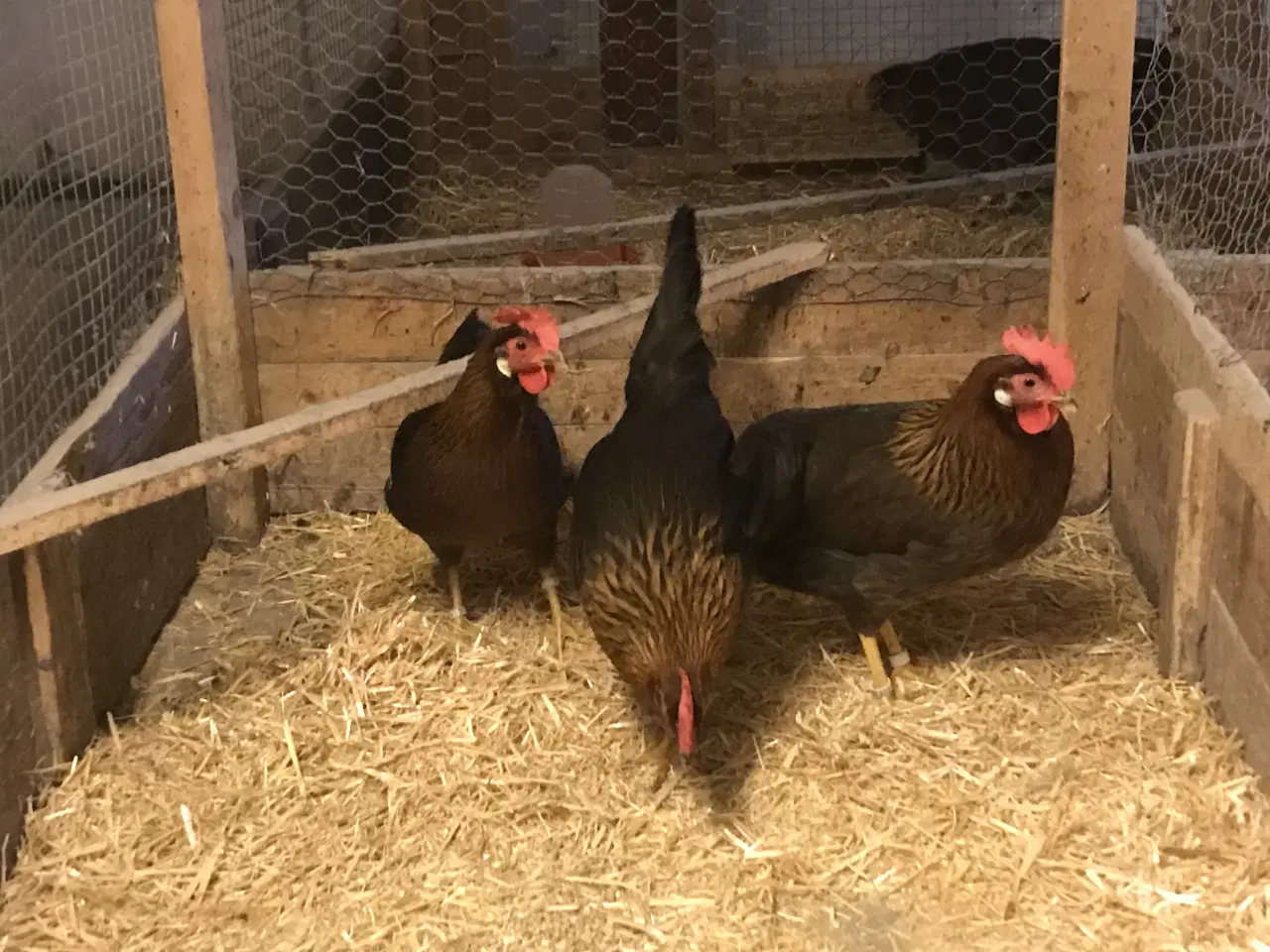 Billede 3 - Italiener