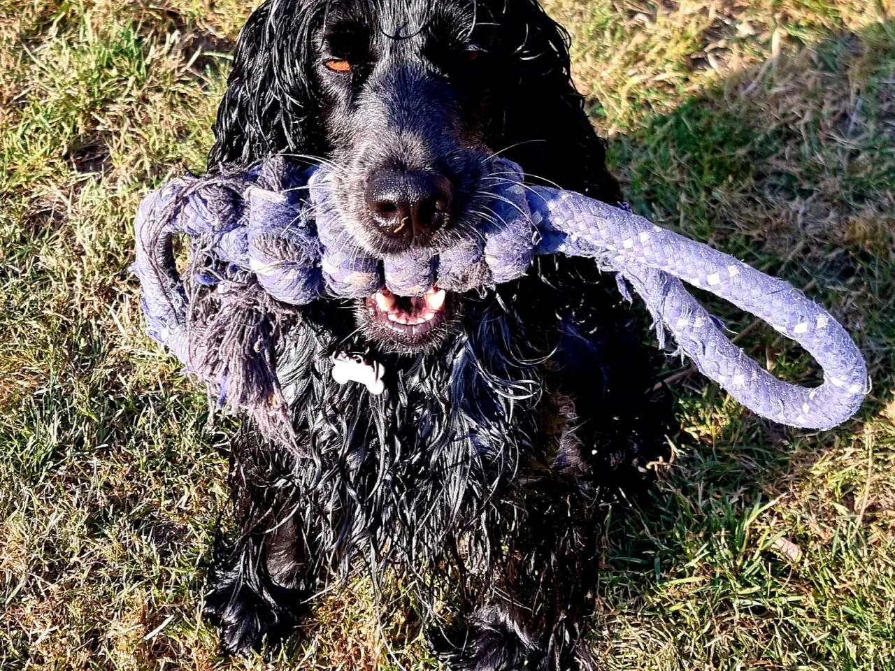 Billede 2 - Cockapoo