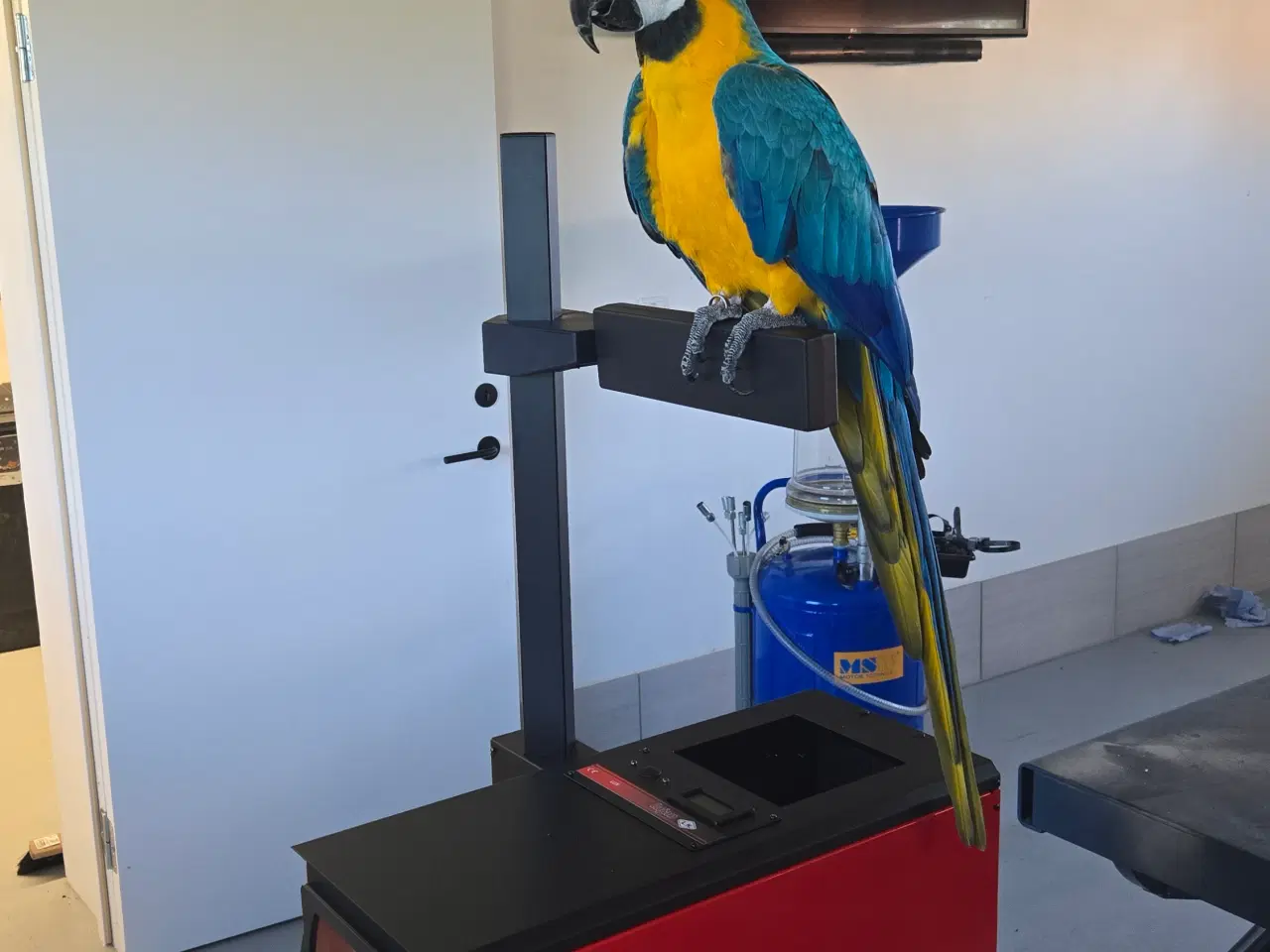 Billede 2 - Meget tam Ara