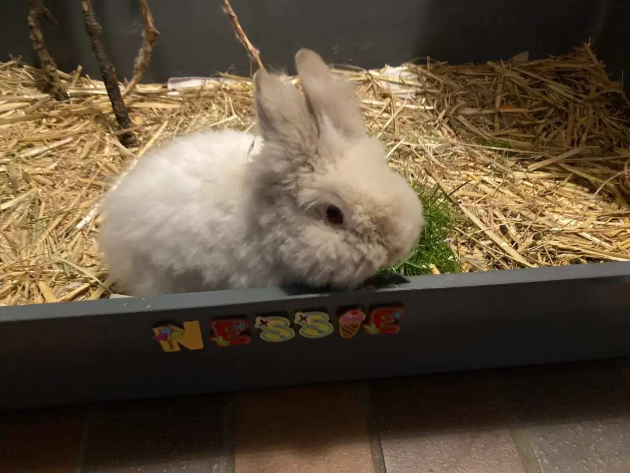 Billede 1 - Søde lille Nessie på 4 mdr søger nyt hjem