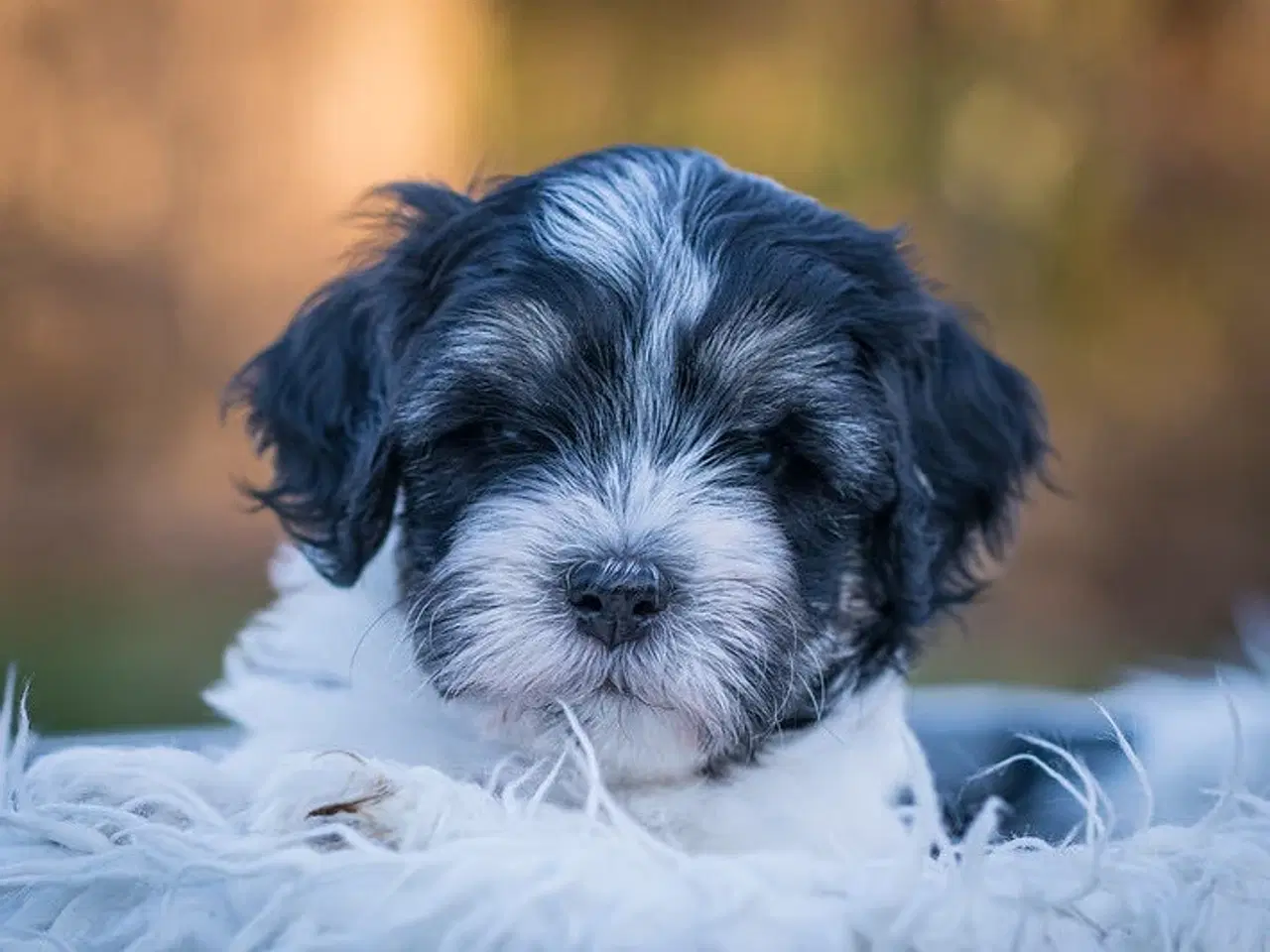 Billede 6 - Doodle Bamser