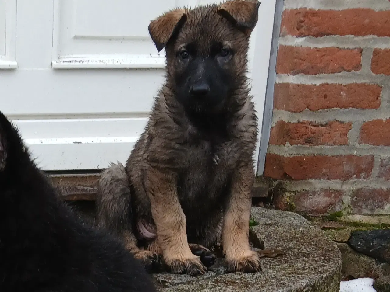 Billede 2 - Schæfer hvalp (tæve)