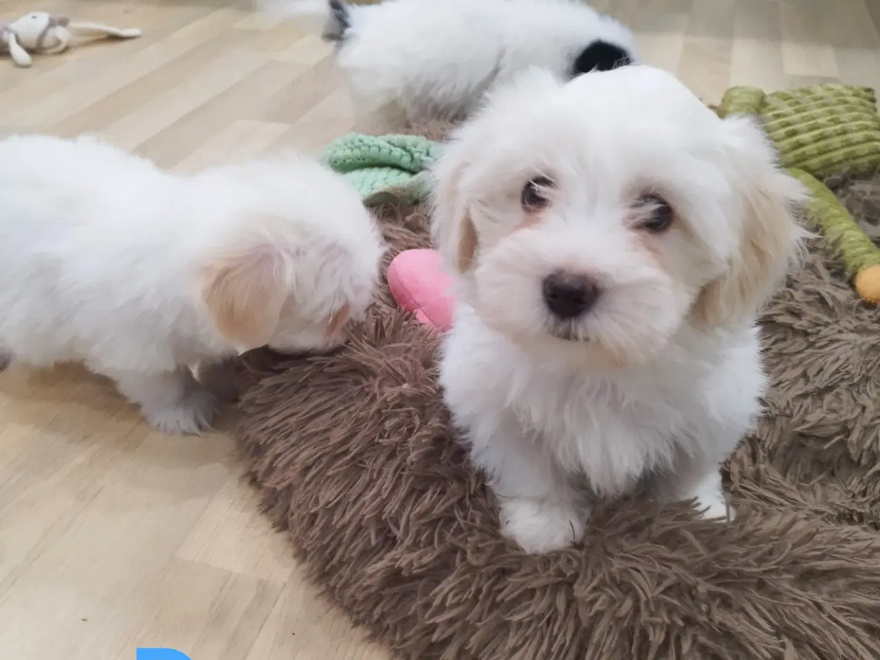 Billede 4 - Bichon Havanais hvalpe