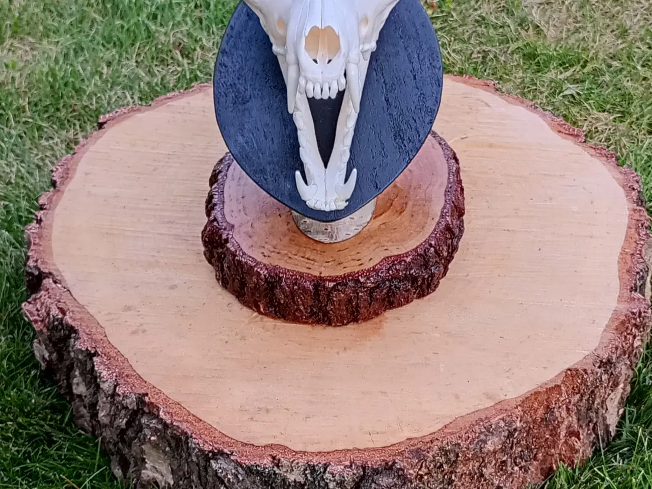 Billede 2 - Ræve kraniet