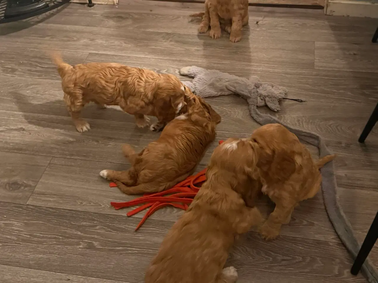 Billede 2 - Engelsk cockerspaniel 