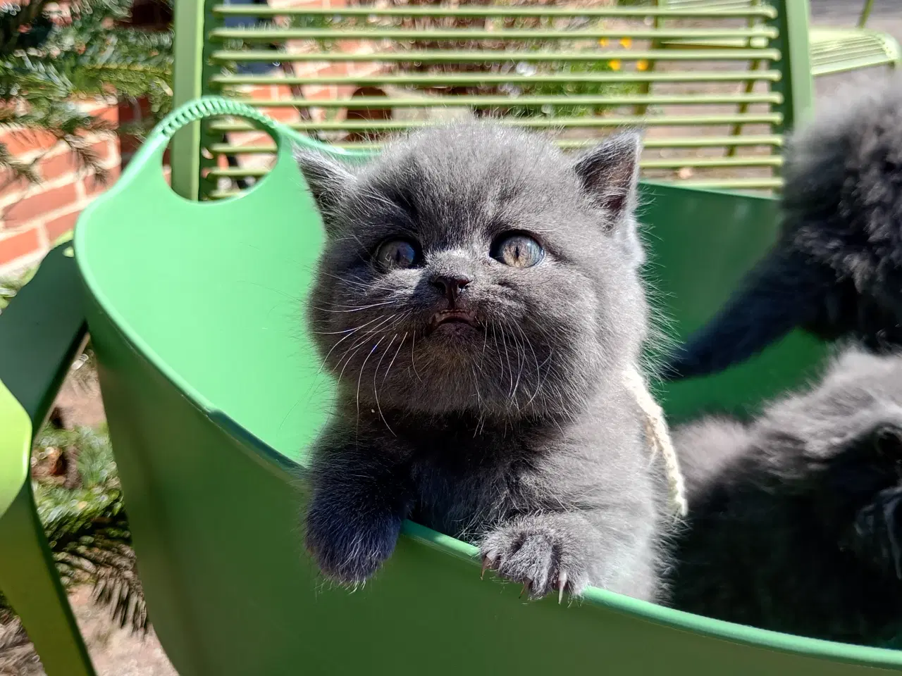 Billede 11 - British shorthair pige - RESERVERET