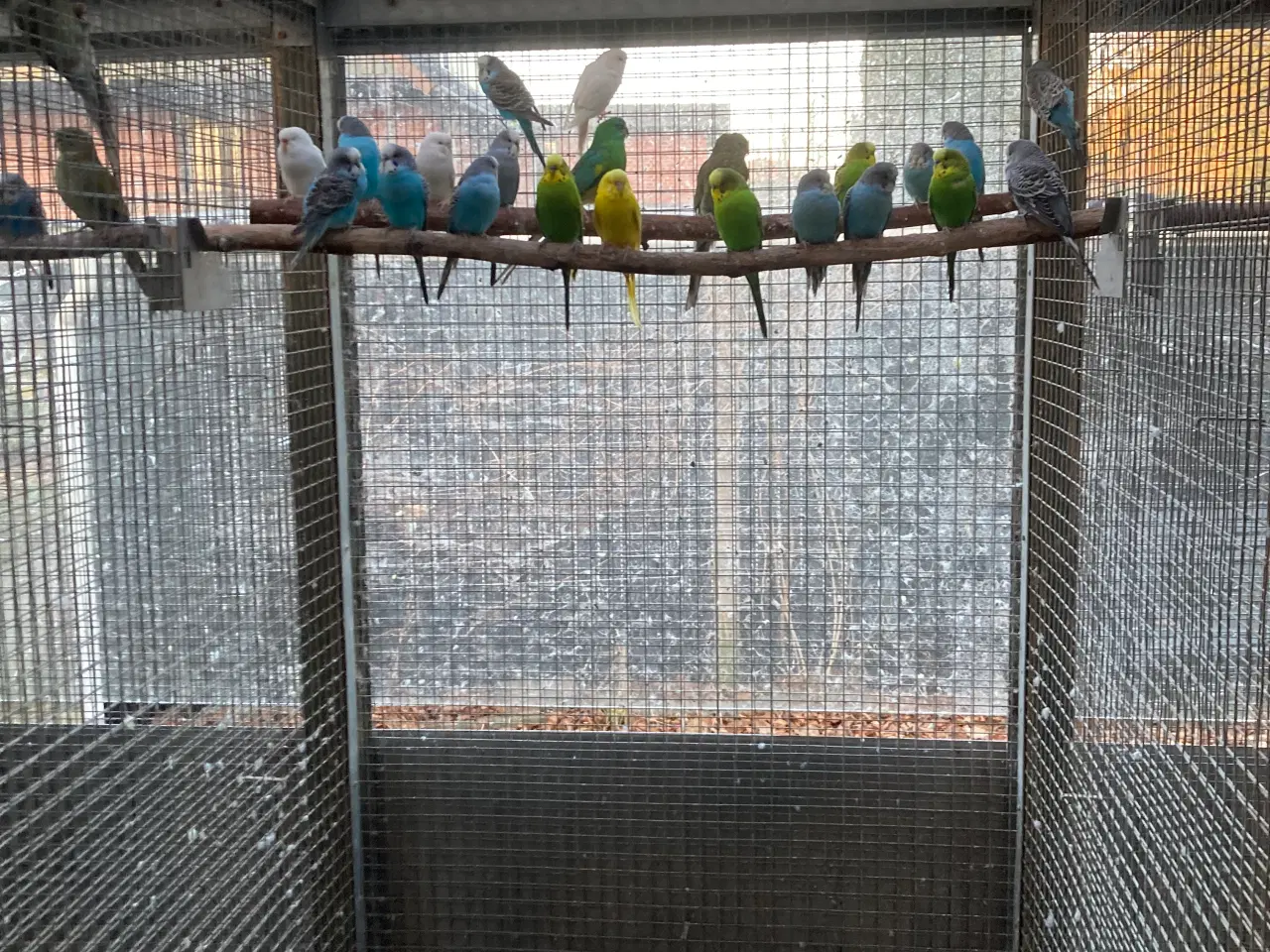 Billede 2 - Undulater sælges