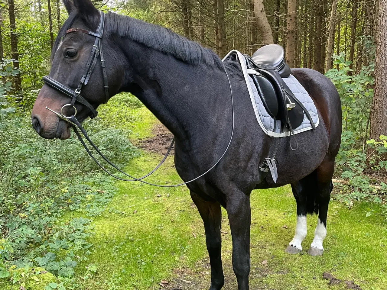 Billede 2 - Dejlig hoppe til jordarbejde og ridning