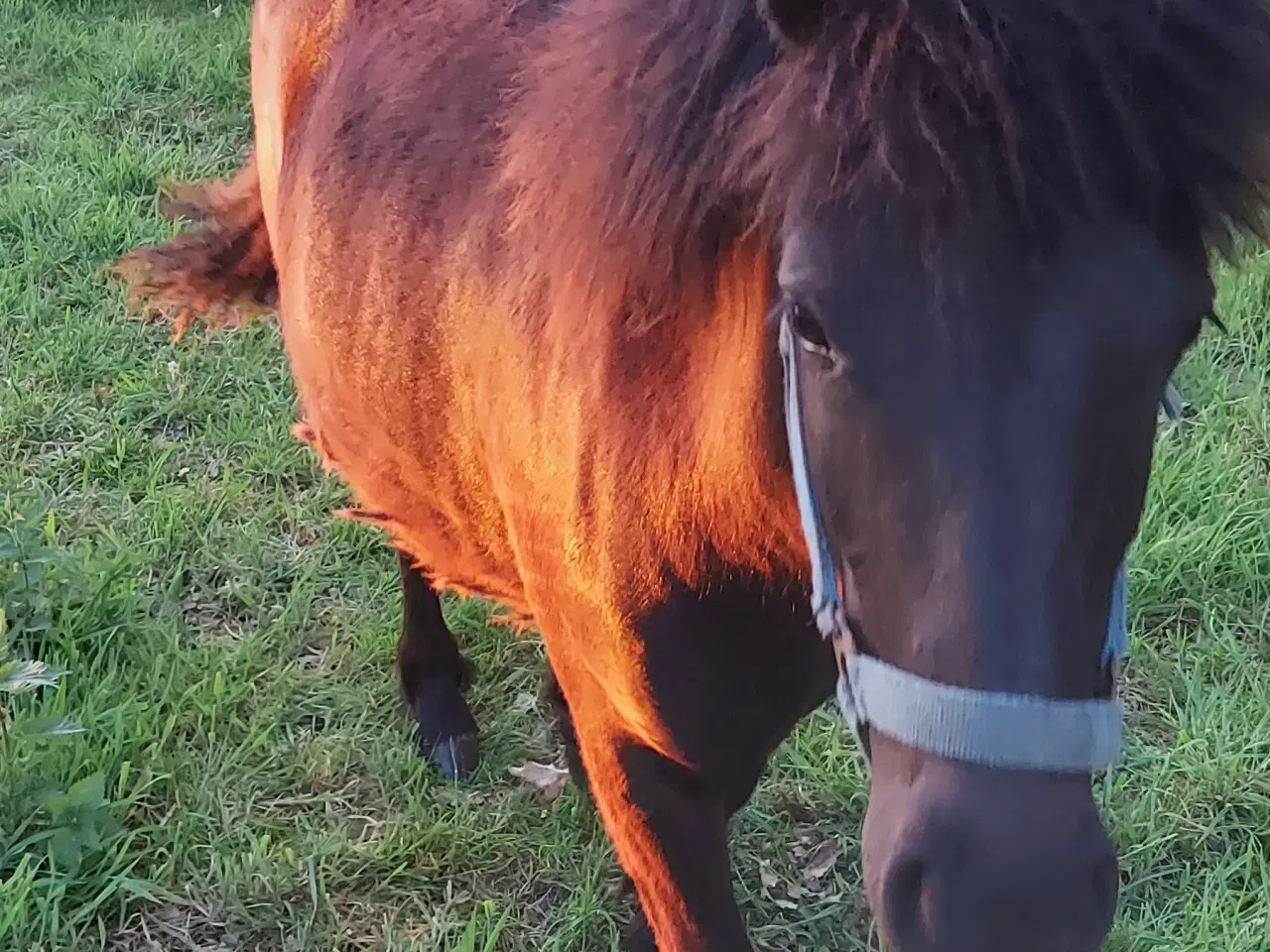 Billede 7 - Spændende Hingsteplag