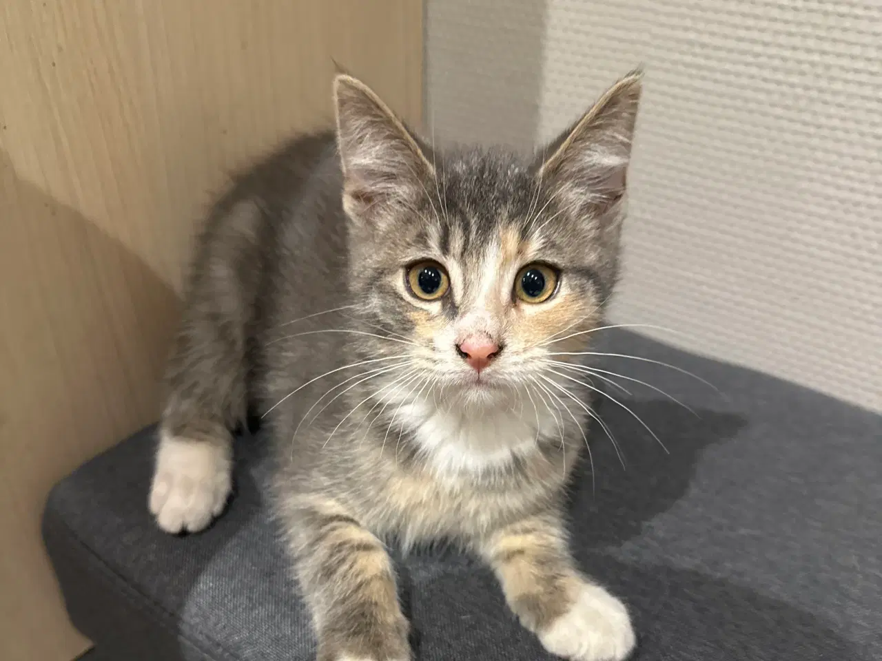 Billede 1 - Katte killinger 