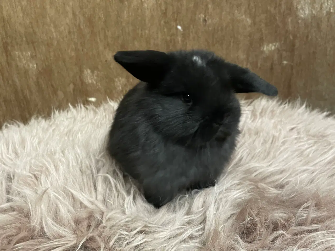 Billede 5 - Minilop unge klar 21/2 (dreng)