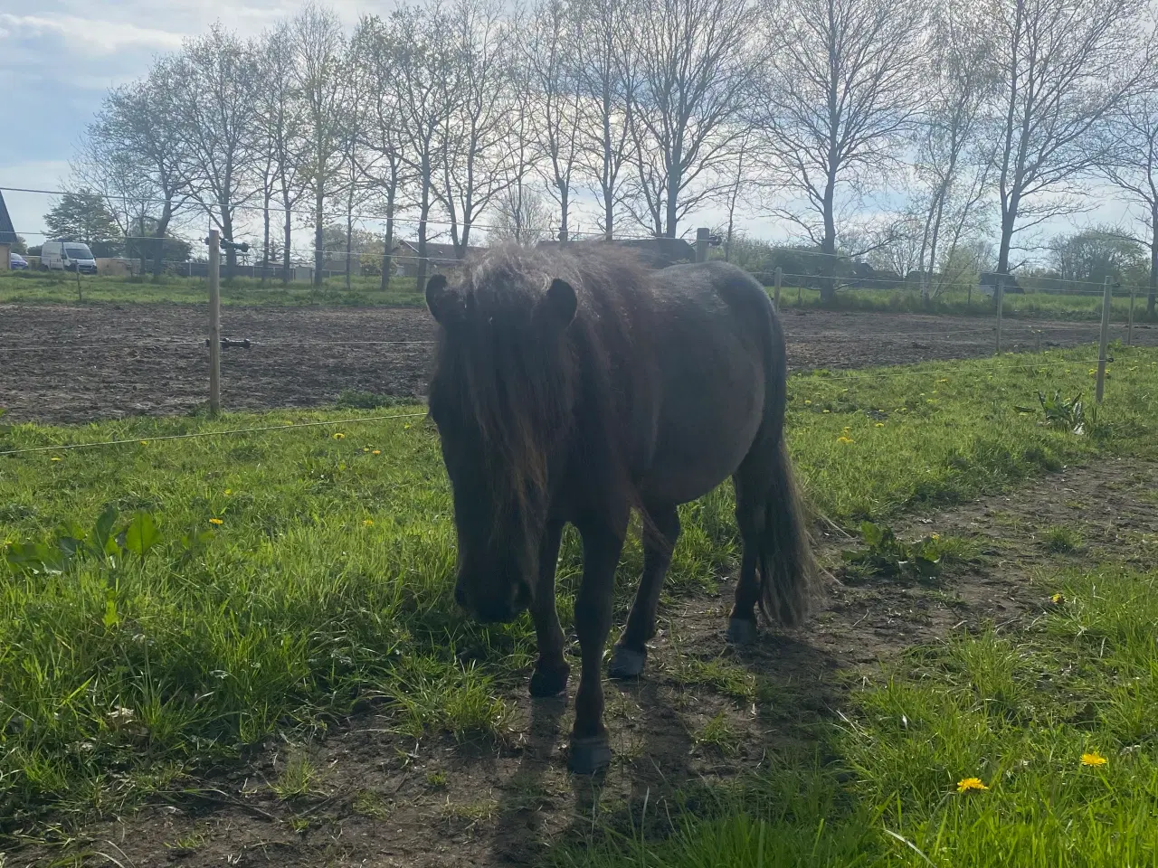 Billede 2 - Mini shetlænder