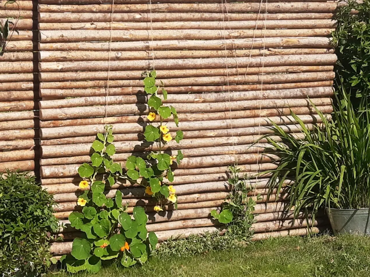 Billede 2 - Granrafter med bark