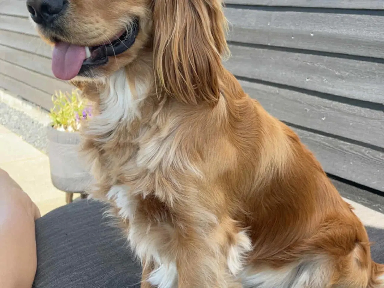 Billede 7 - Lækker Cocker Spaniel til parring