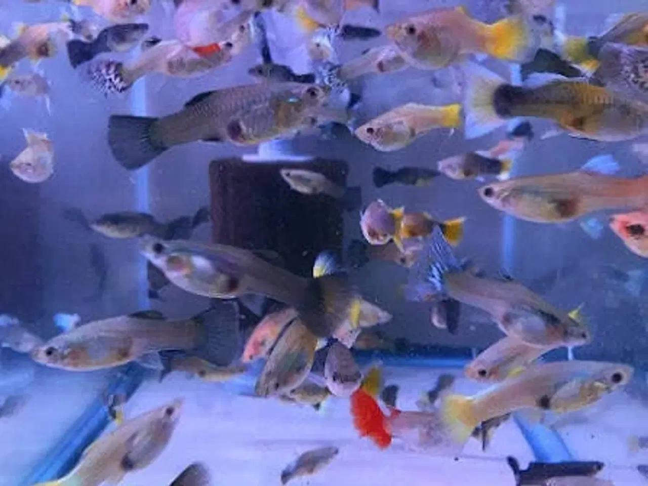 Billede 1 - Guppy mix