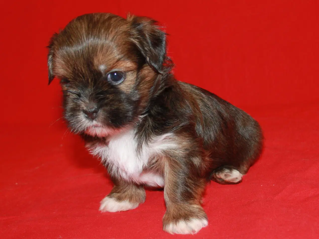 Billede 3 - Lhasa Apso hvalpe