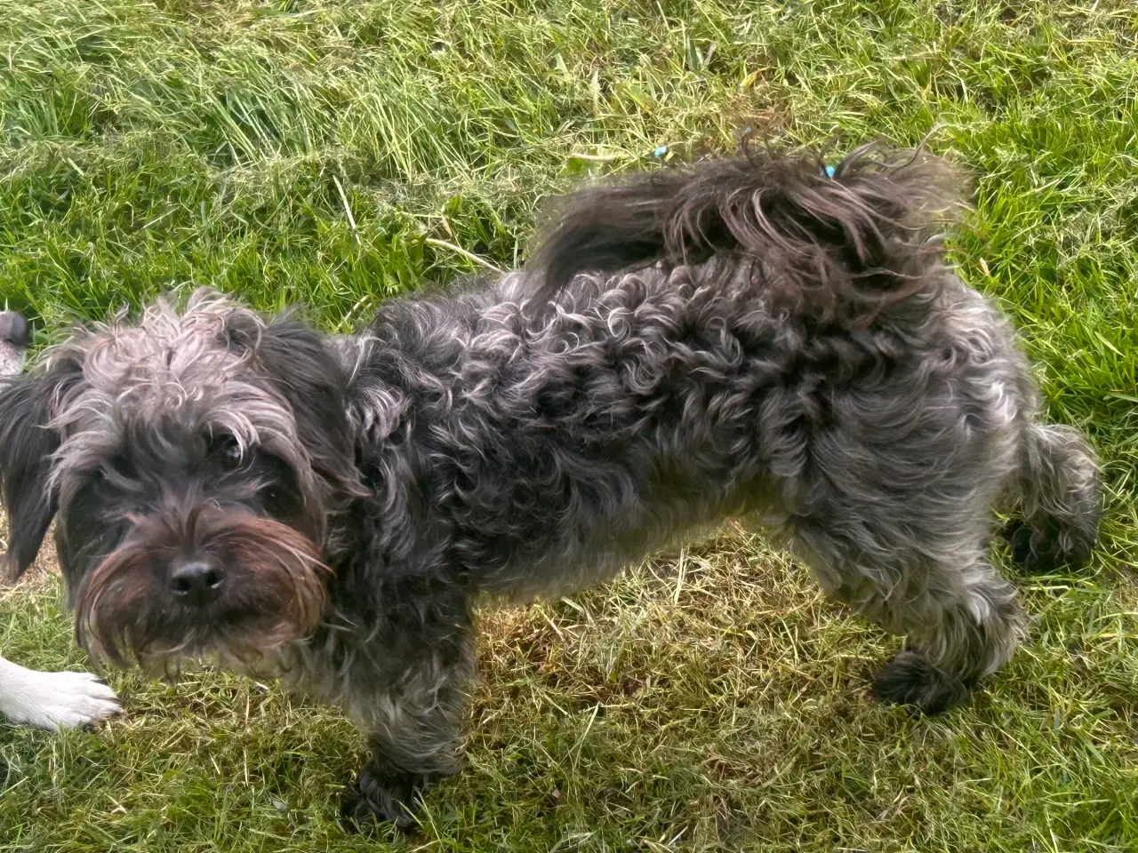 Billede 4 - Skøn jackapoo (jackrussel-dværgpuddel) tæve