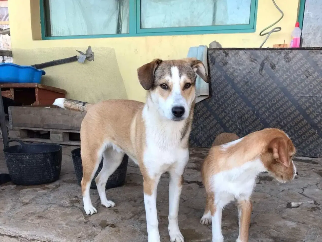 Billede 4 - Vaschik søger sin hel egen familie ❤️