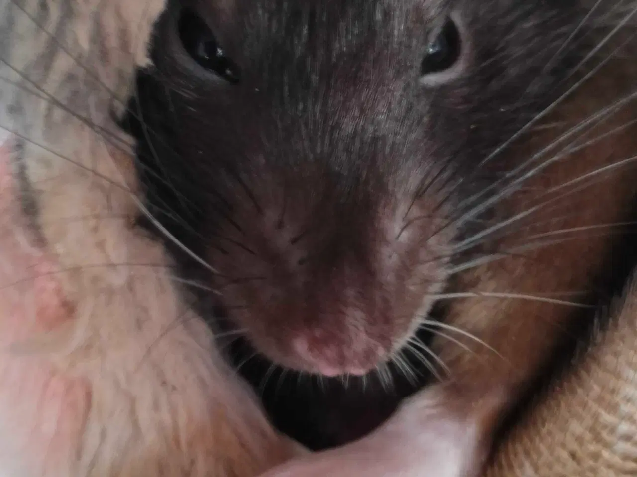 Billede 4 - Rotte til slag