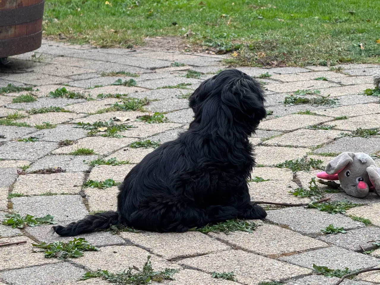 Billede 12 - Shih Tzu hvalp - Alfred 