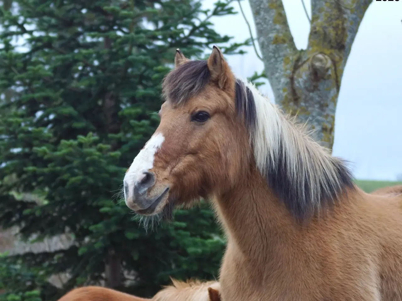 Billede 1 - Pinto/nordbakker blanding 