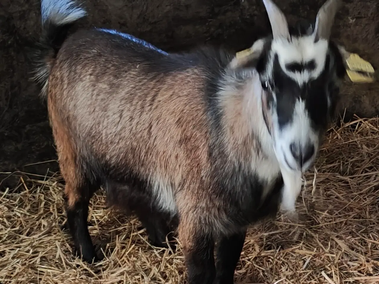 Billede 1 - Ged gimmer født 2025